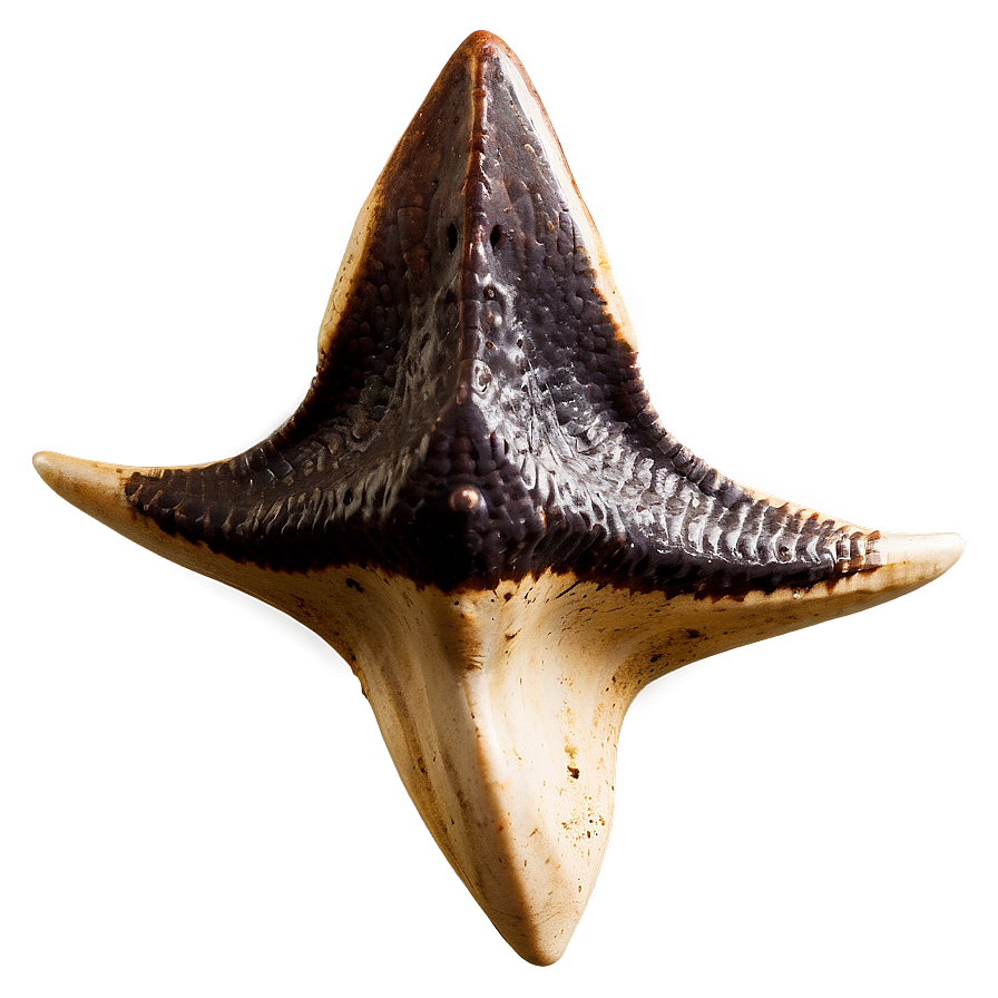 Fossilized Shark Tooth Png Byi1 PNG Image