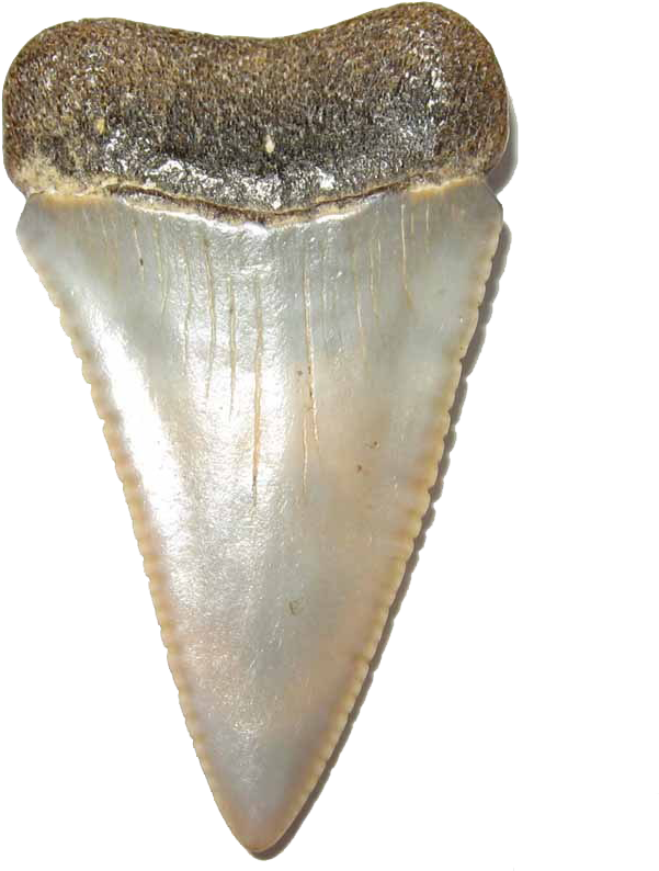 Fossilized Shark Tooth Specimen PNG Image