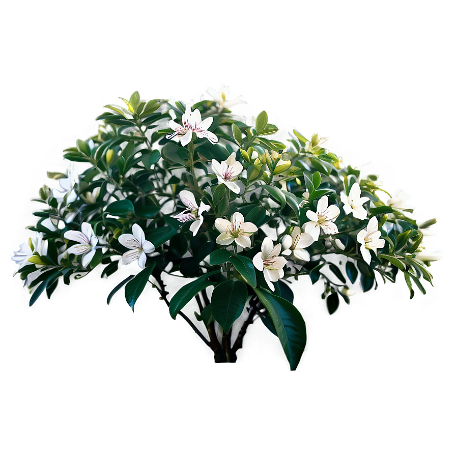 Fragrant Flower Bush Png Ilw49 PNG Image