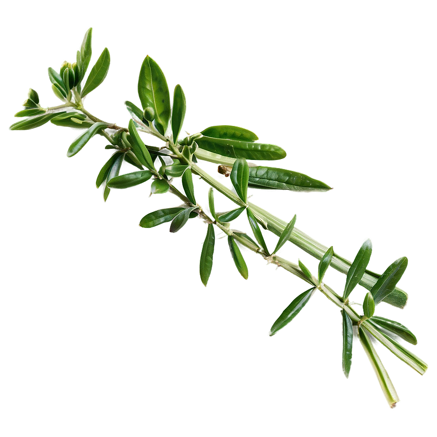 Fragrant Herb Png Mfs60 PNG Image