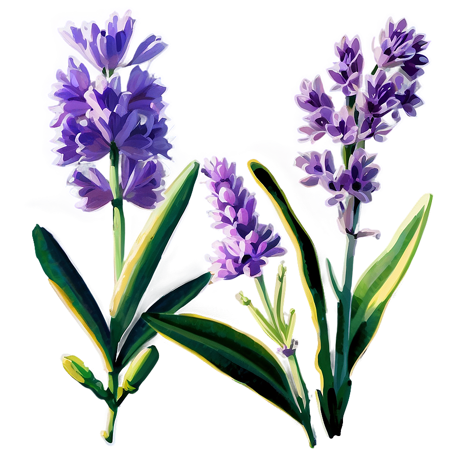 Fragrant Lavender Png Ntx58 PNG Image