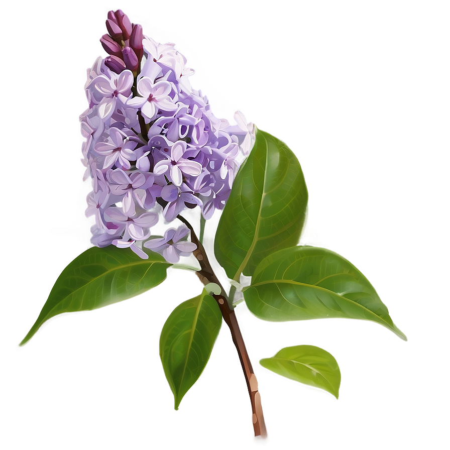 Fragrant Lilac Png 06122024 PNG Image