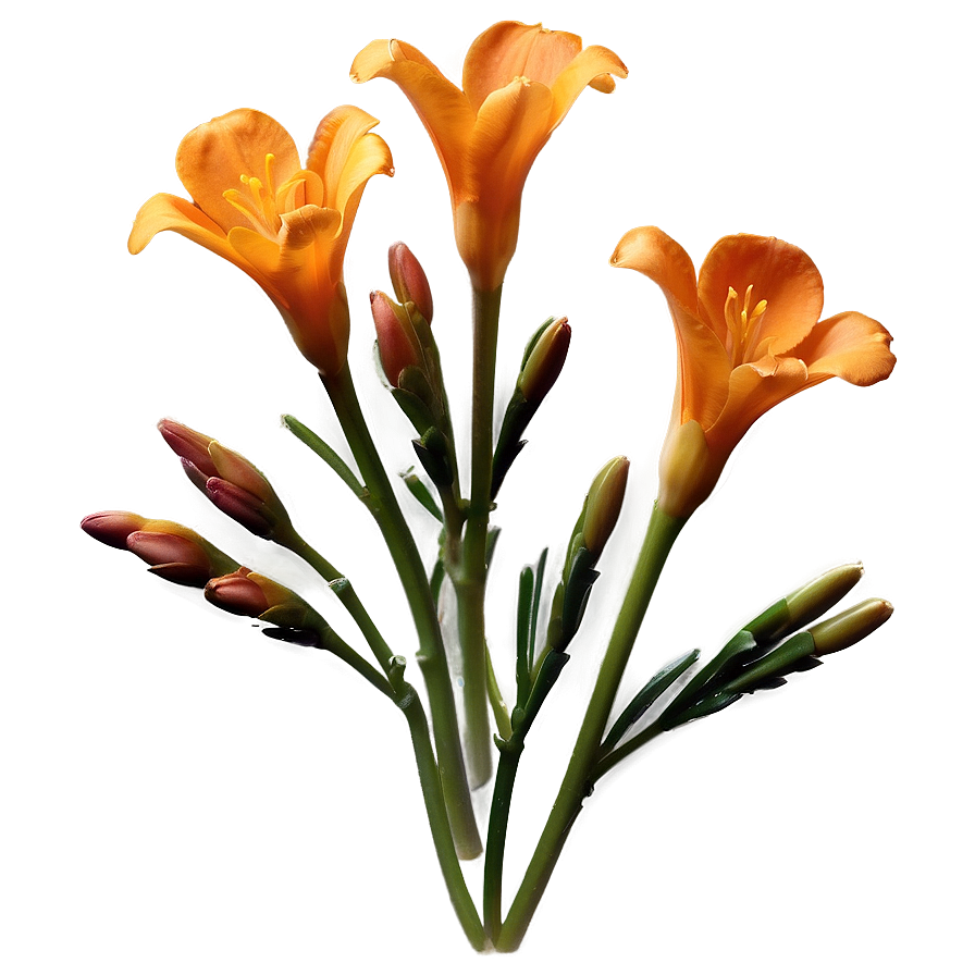 Fragrant Orange Freesia Png 06122024 PNG Image