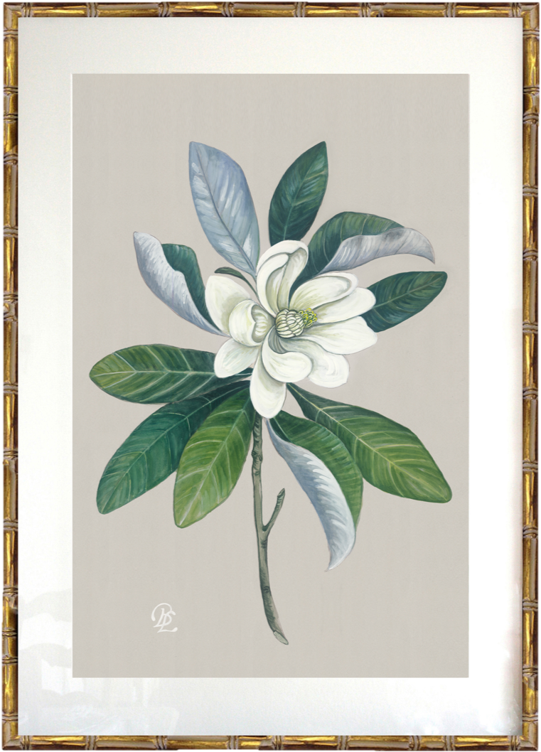 Framed Magnolia Botanical Illustration PNG Image