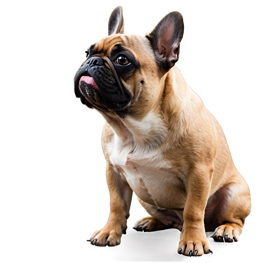 French Bulldog Side View Png Rle94 PNG Image