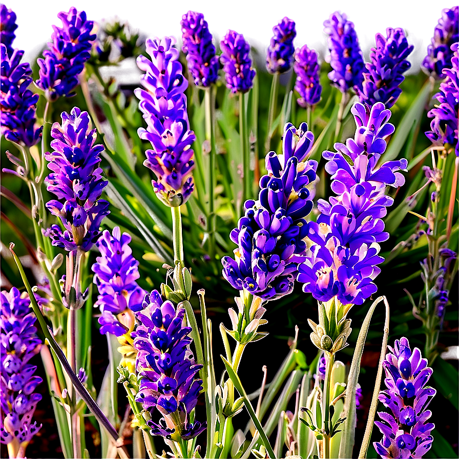 French Lavender Field Png 1 PNG Image