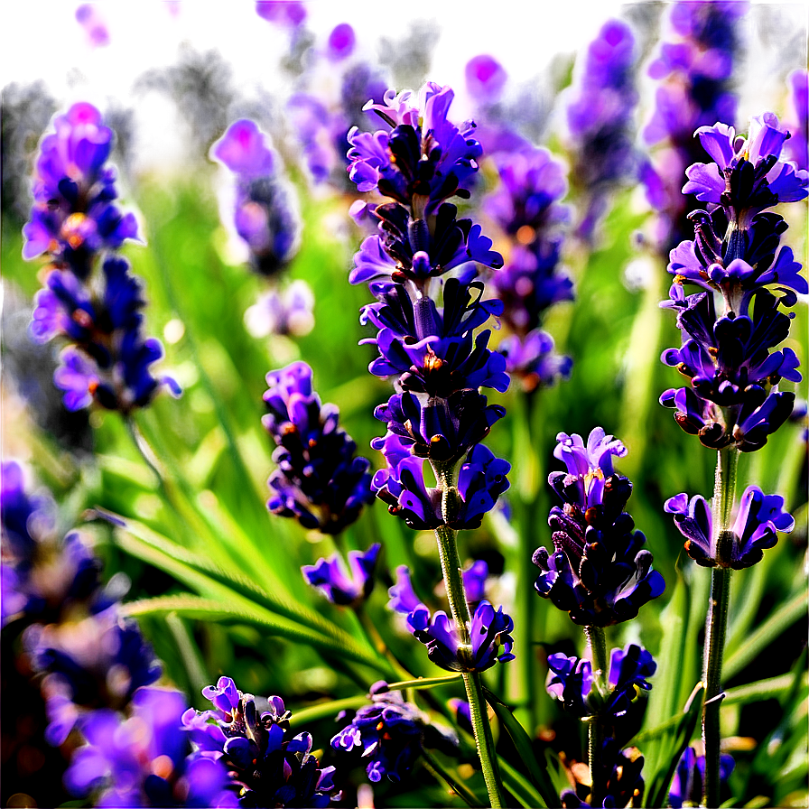 French Lavender Field Png 63 PNG Image