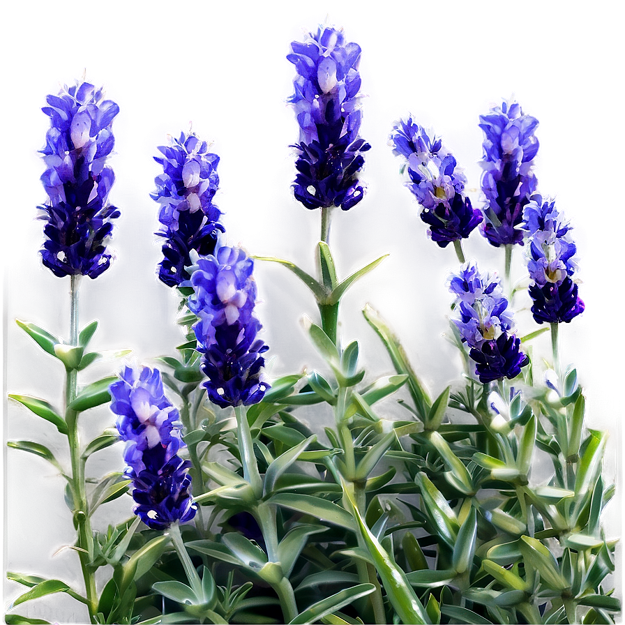 French Lavender Field Png Lfn PNG Image