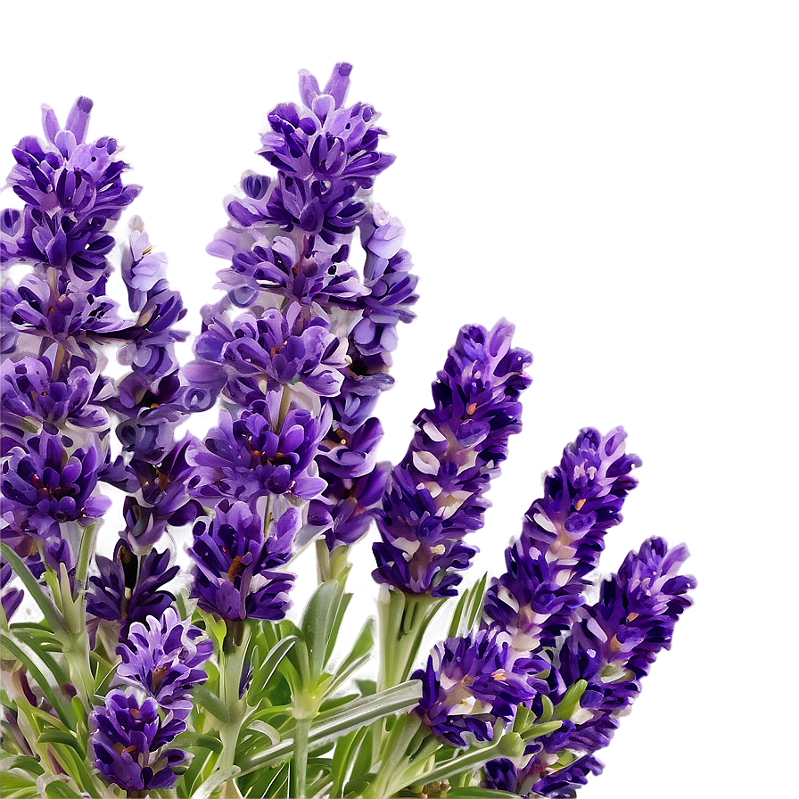 French Lavender Field Png Vee PNG Image