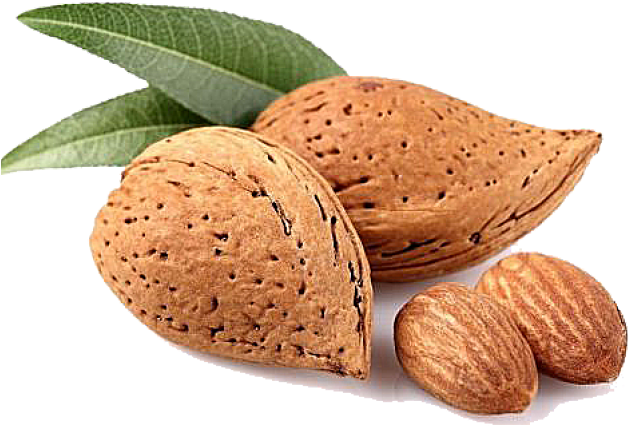 Fresh Almonds With Leaves.png PNG Image