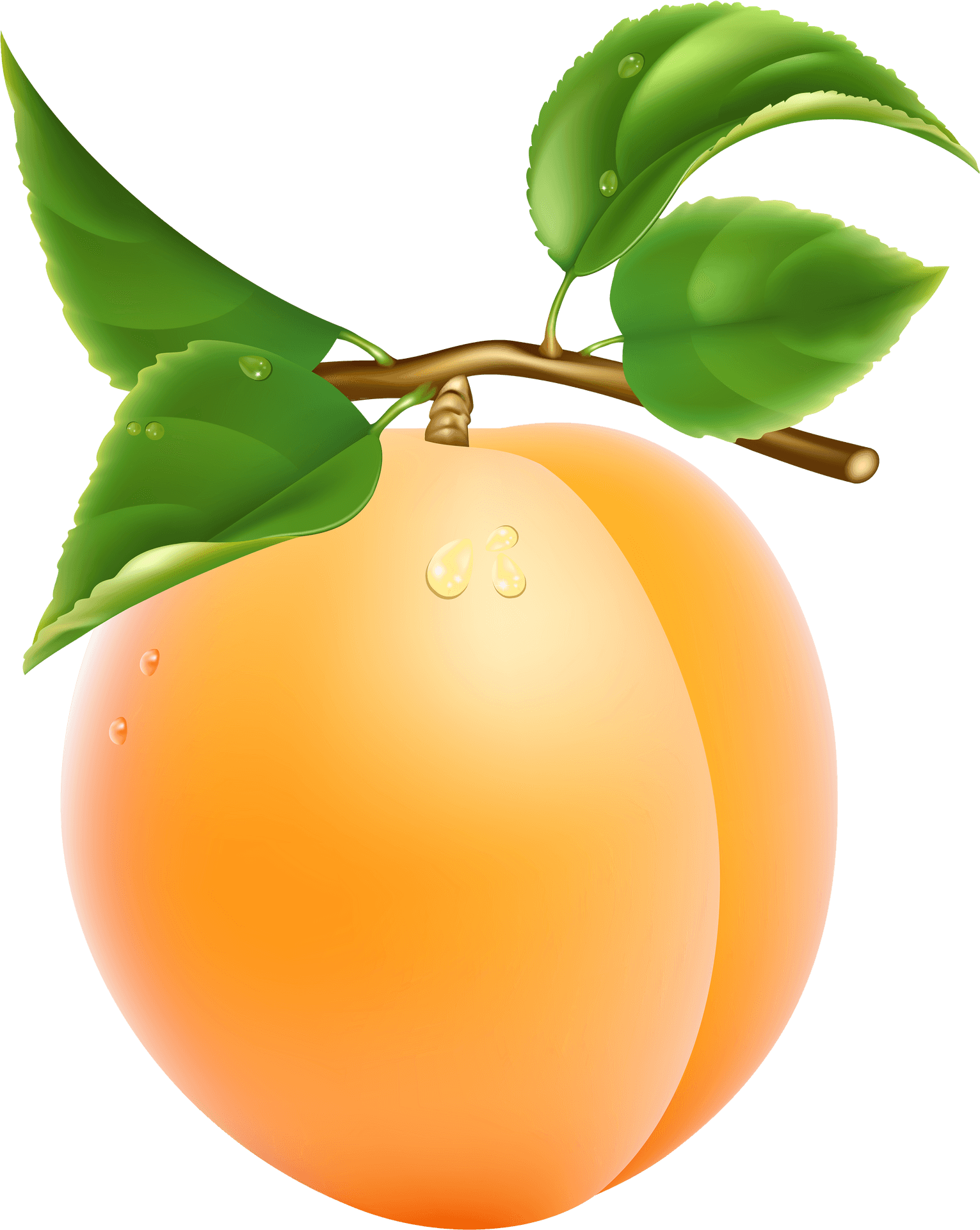 Fresh Apricot With Dew Drops PNG Image