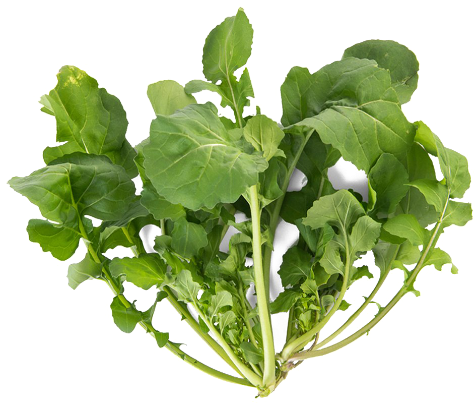 Fresh Arugula Leaves.png PNG Image