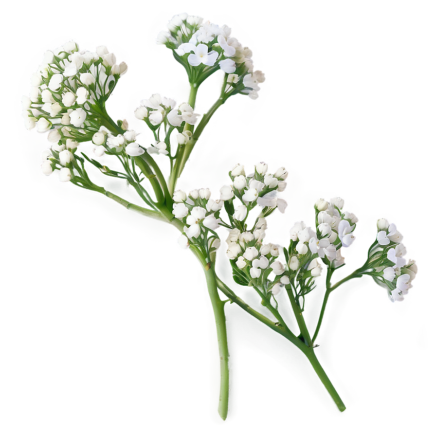 Fresh Babys Breath Sprig Png 2 PNG Image