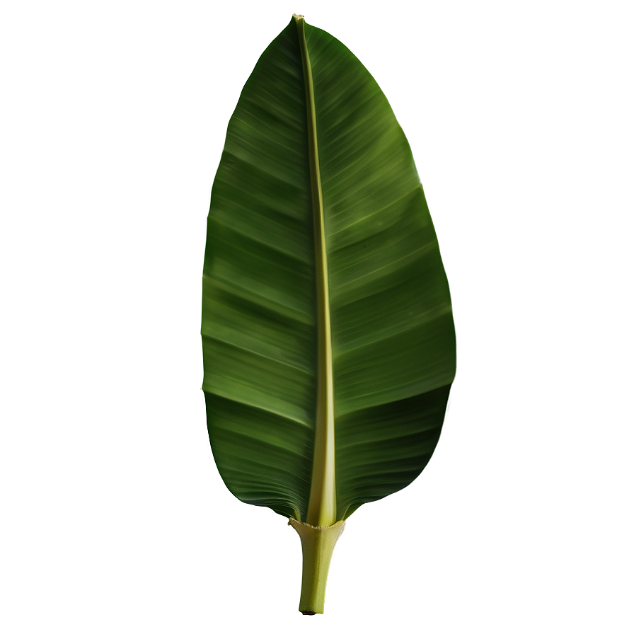 Fresh Banana Leaf Png 51 PNG Image