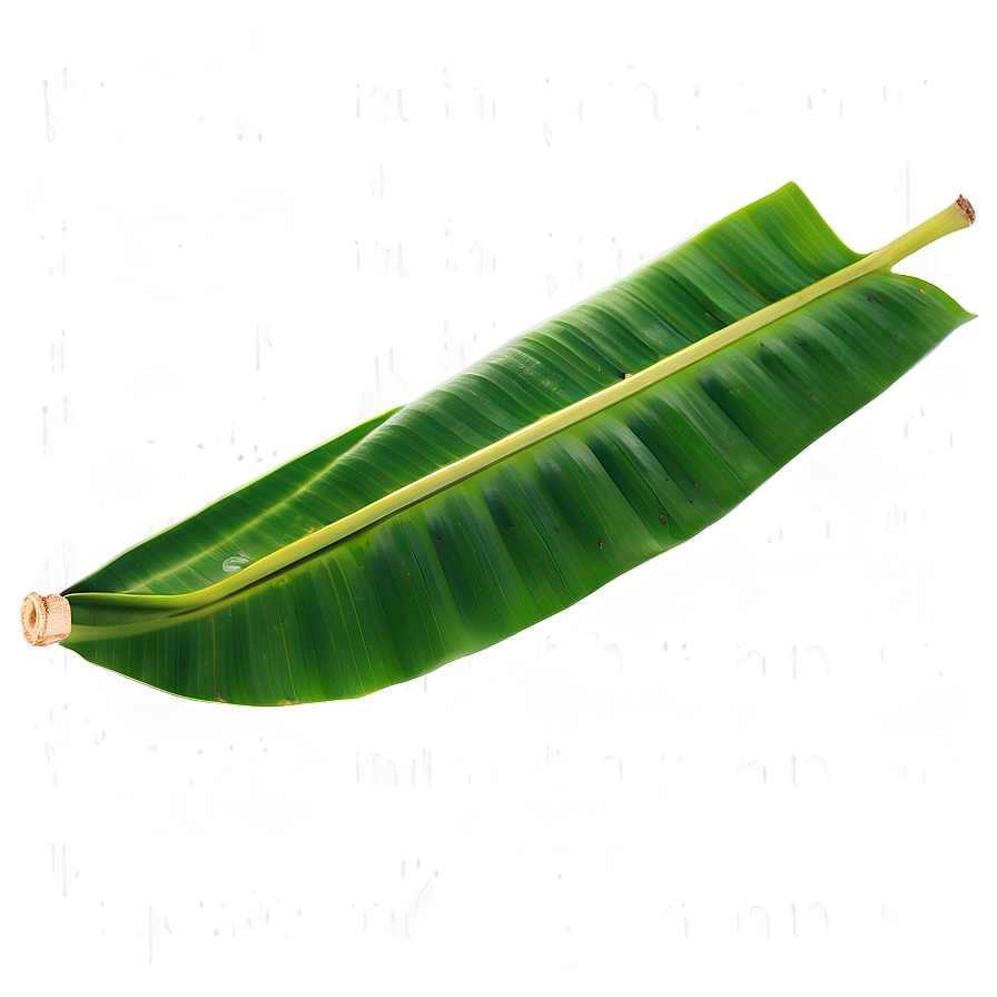 Fresh Banana Leaf Png Glk PNG Image