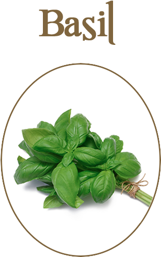 Fresh Basil Herbs Image PNG Image