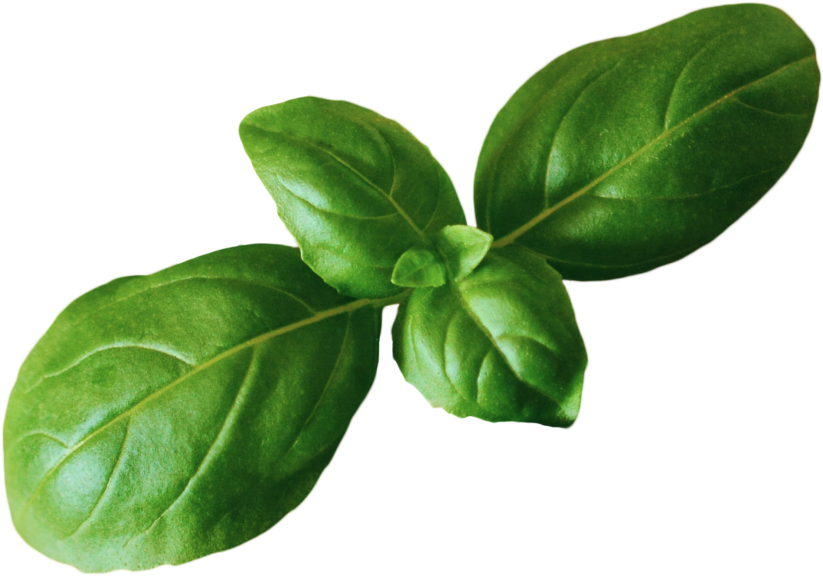 Fresh Basil Leaves Isolated.png PNG Image