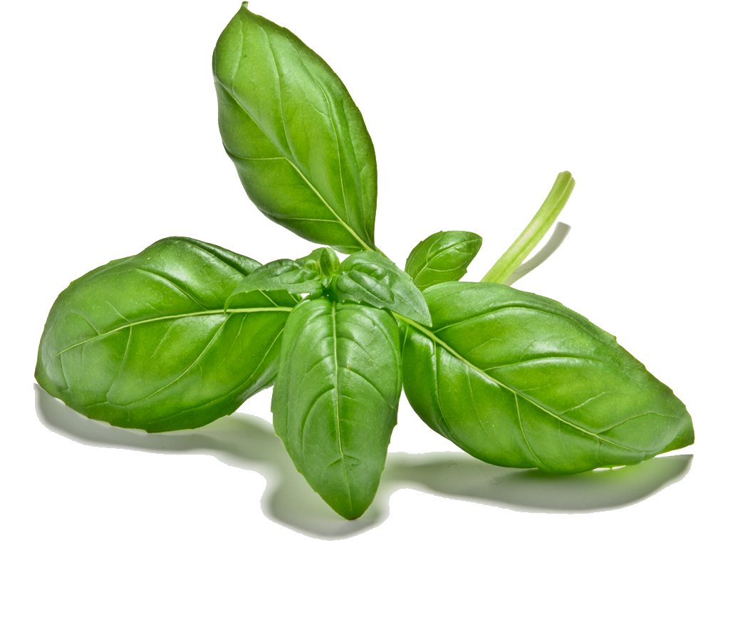 Fresh Basil Leaves Isolated.png PNG Image