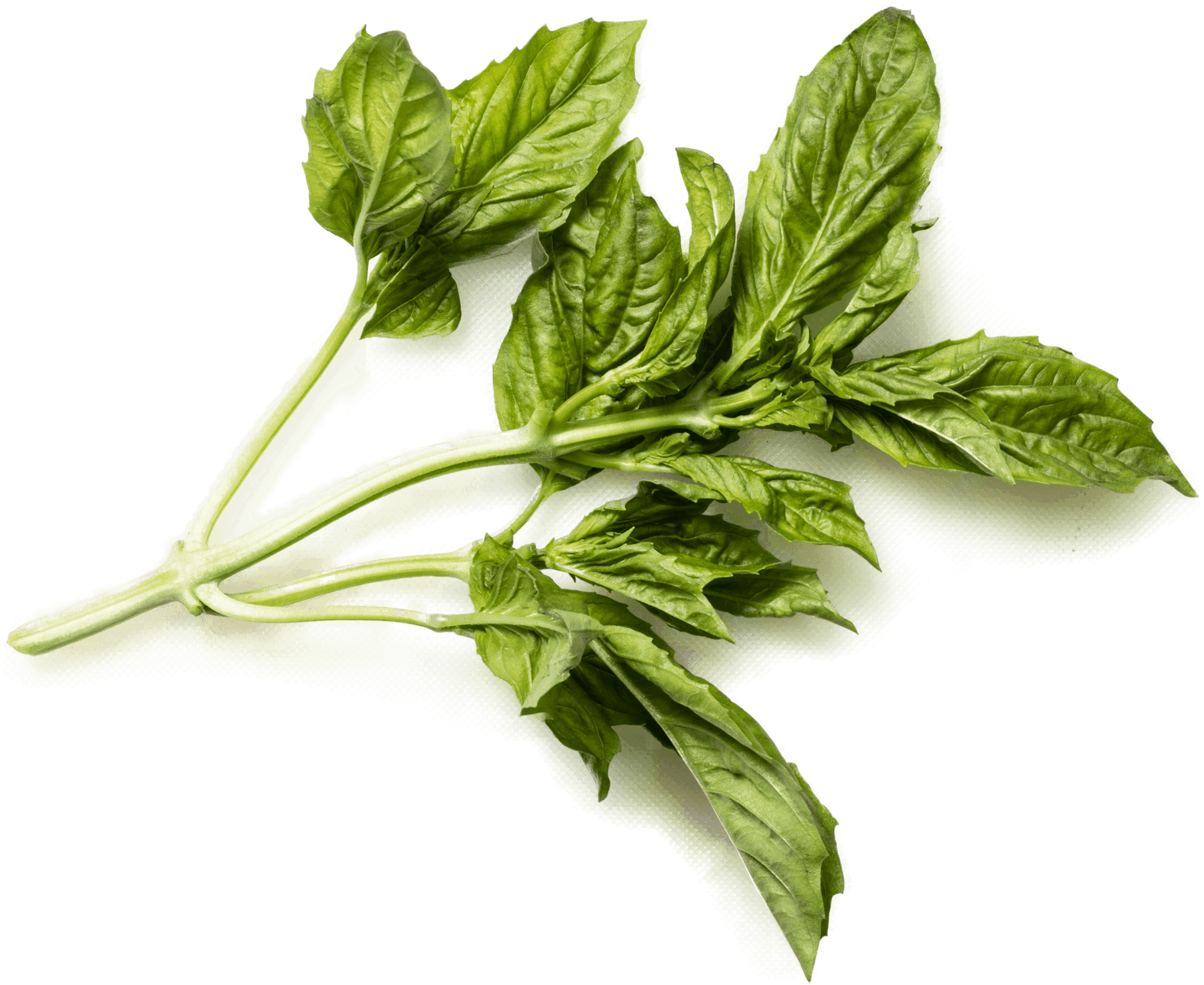 Fresh Basil Leaves.png PNG Image