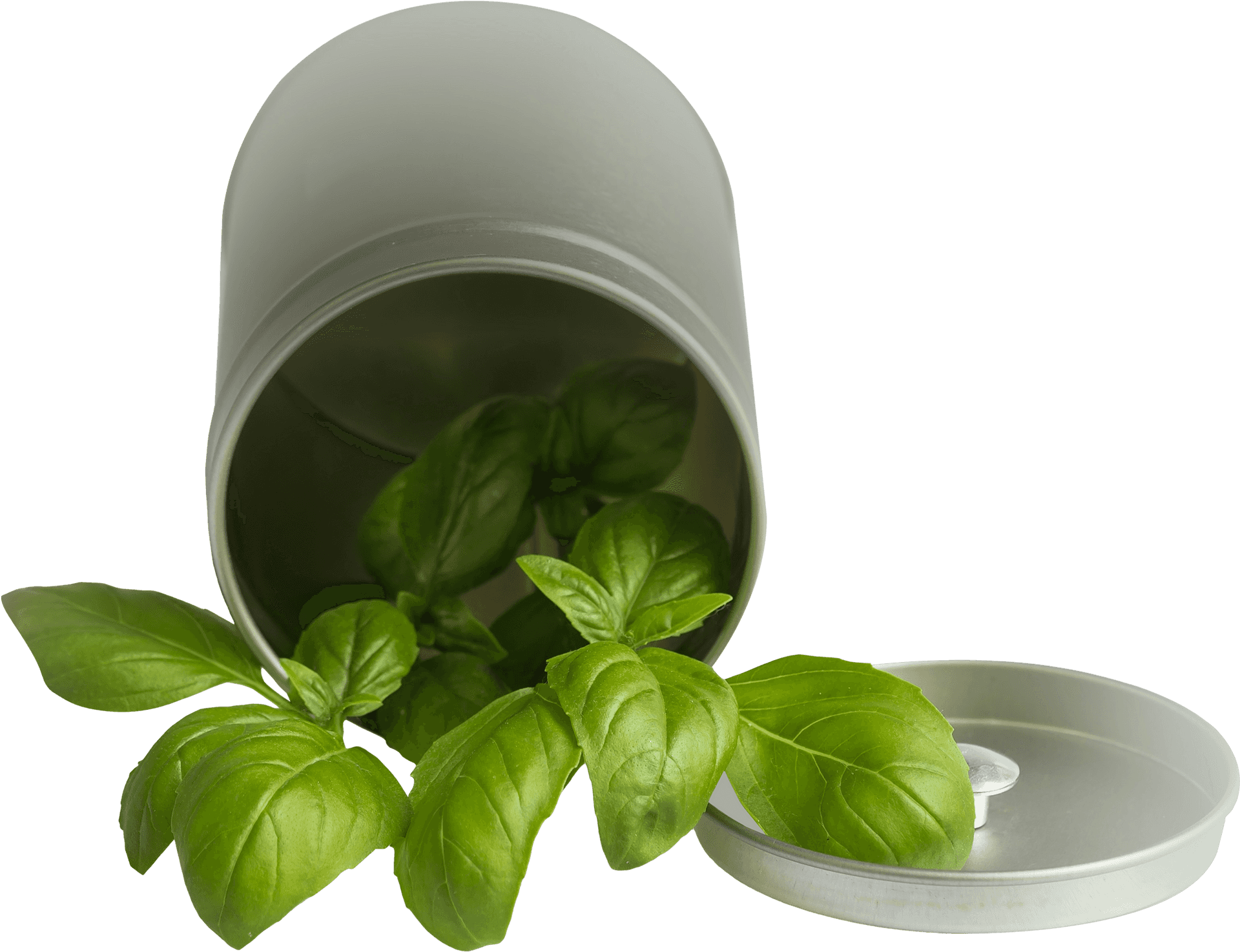 Fresh Basil Leavesin Container PNG Image