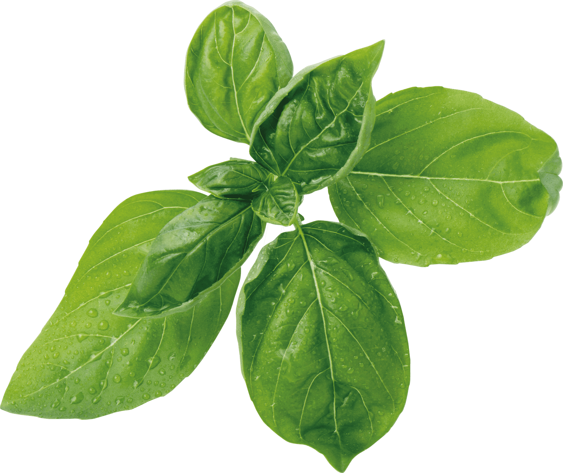 Fresh Basil Leaveswith Water Droplets.png PNG Image