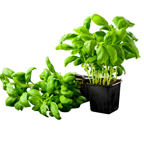 Fresh Basil Plantin Pot PNG Image