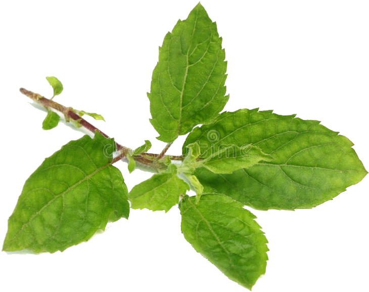 Fresh Basil Sprig.png PNG Image