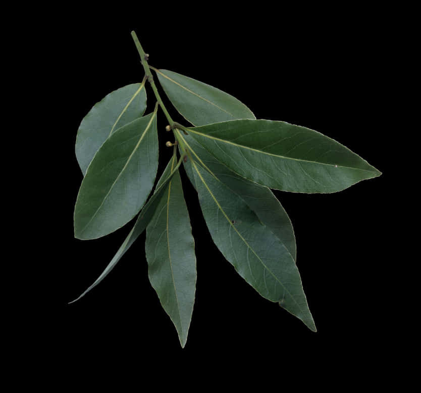 Fresh Bay Leaves Against Black Background PNG Image