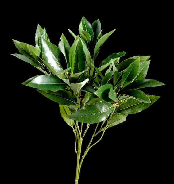 Fresh Bay Leaves Against Black Background.jpg PNG Image