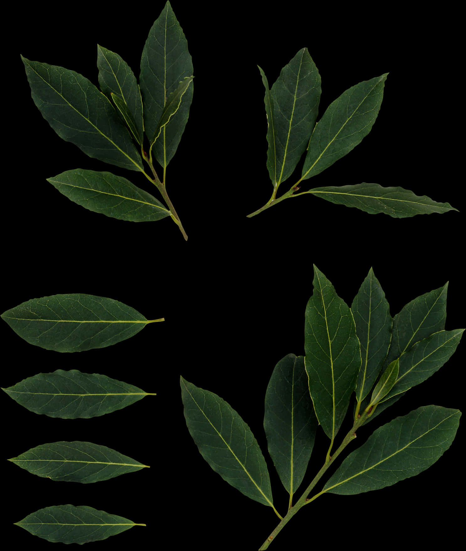 Fresh Bay Leaves Against Black Background PNG Image