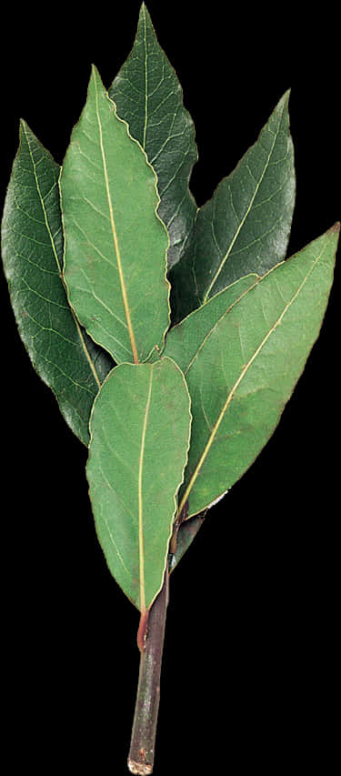 Fresh Bay Leaves Against Black Background PNG Image