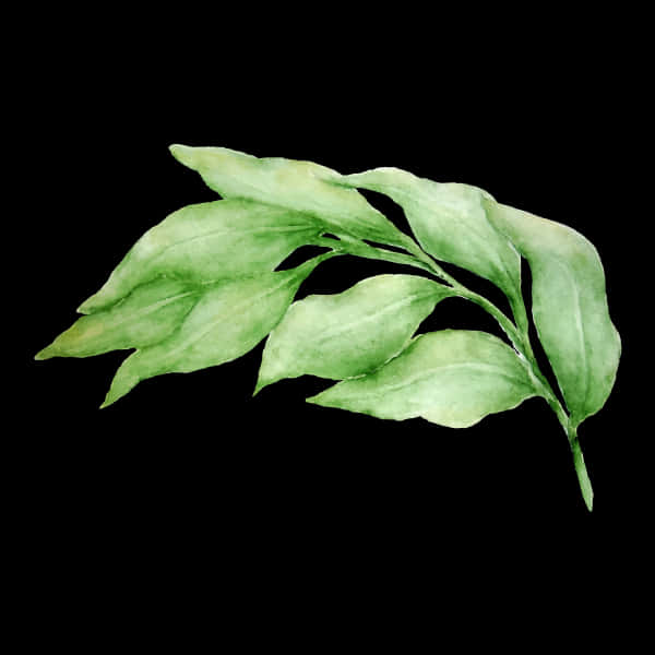 Fresh Bayleafon Black Background PNG Image