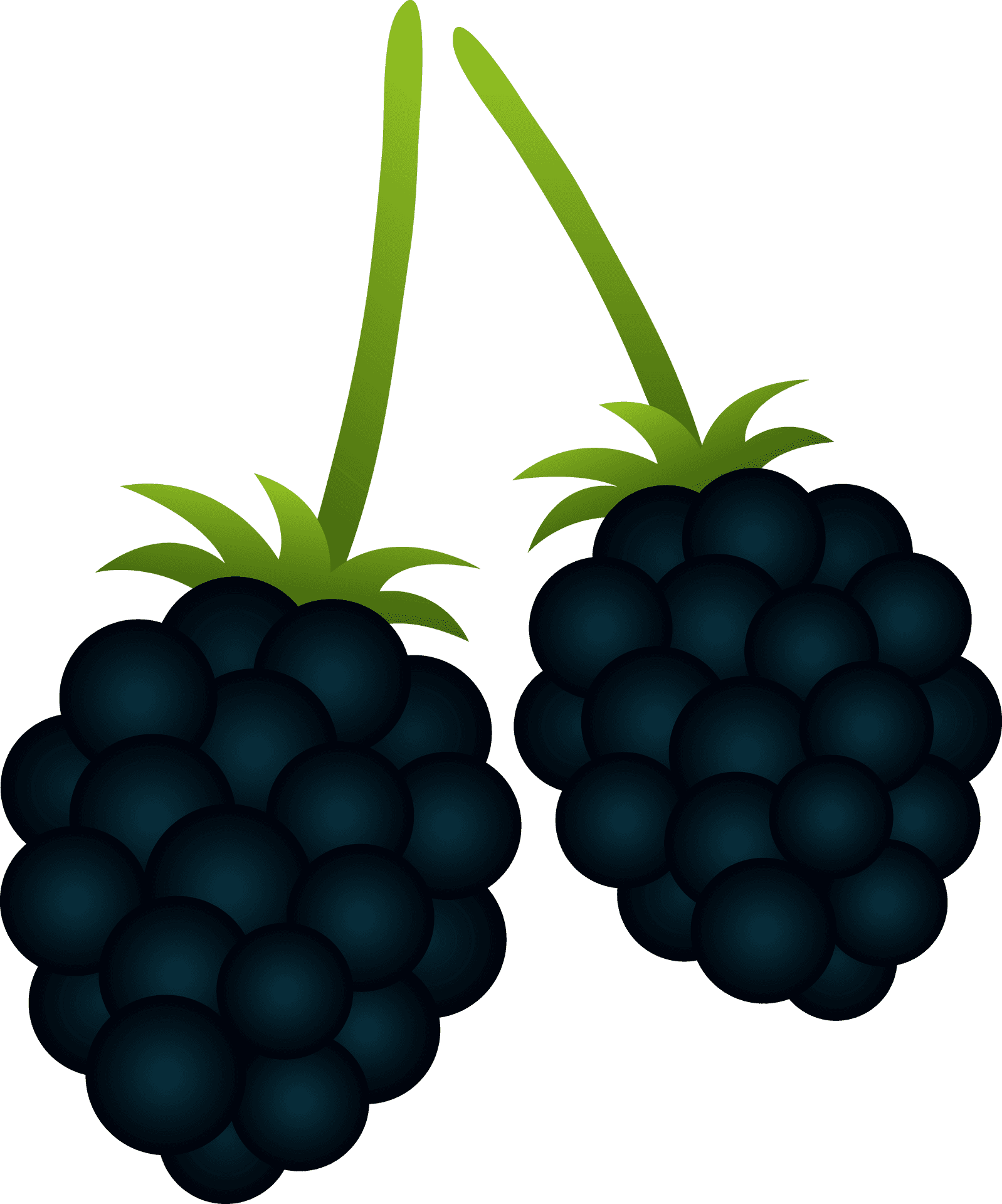 Fresh Blackberries Illustration PNG Image