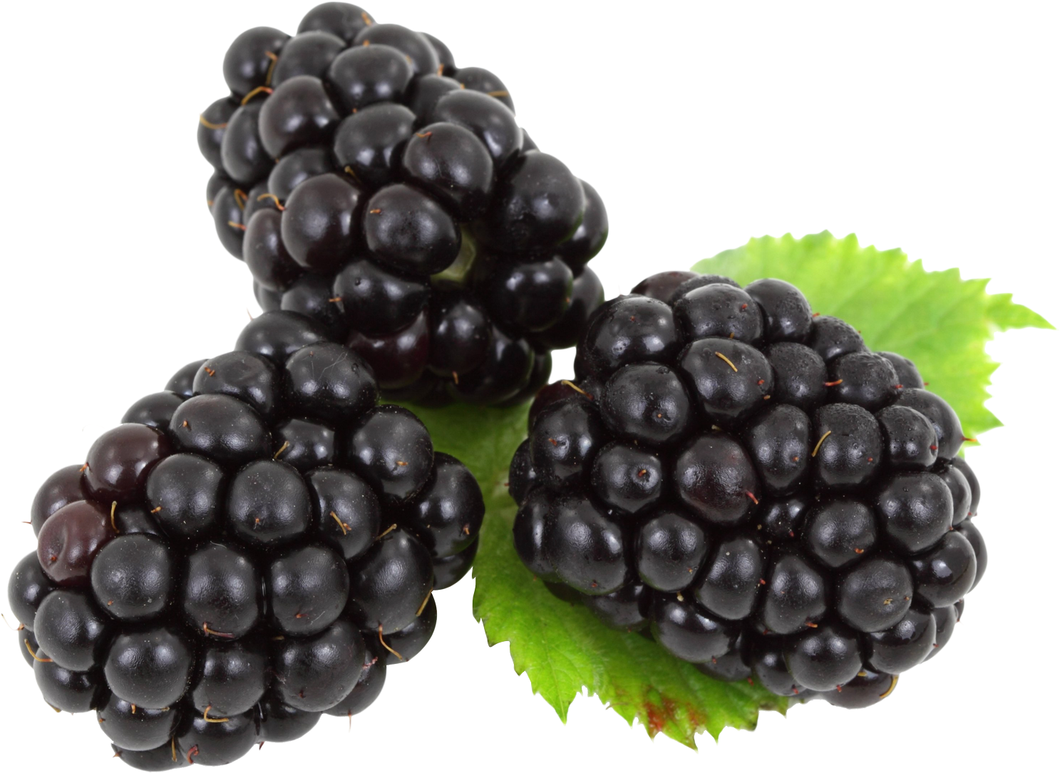 Fresh Blackberrieswith Leaf PNG Image