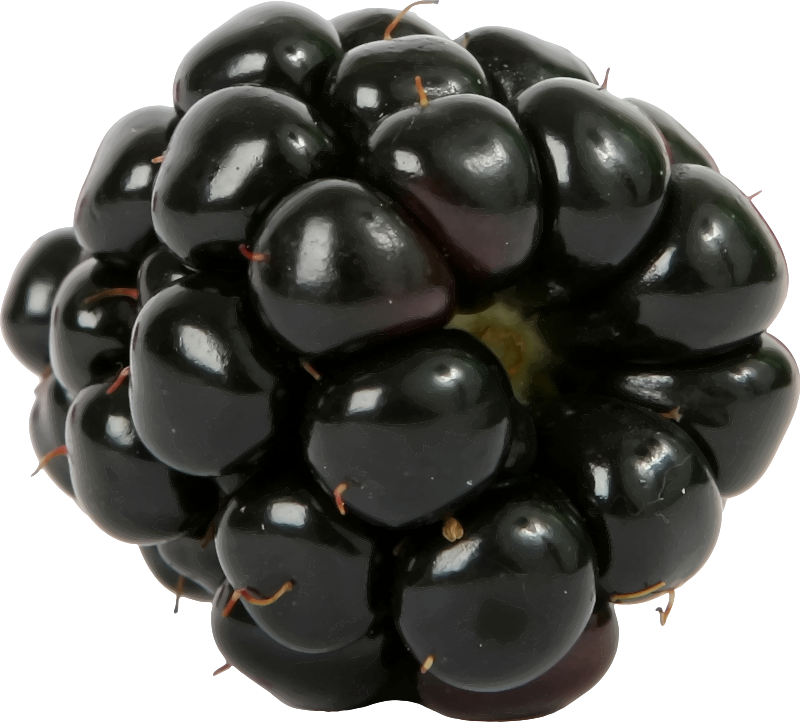 Fresh Blackberry Closeup PNG Image