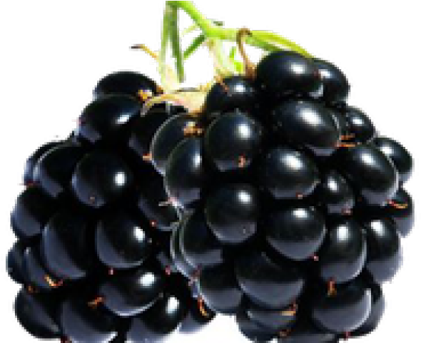 Fresh Blackberry Cluster PNG Image