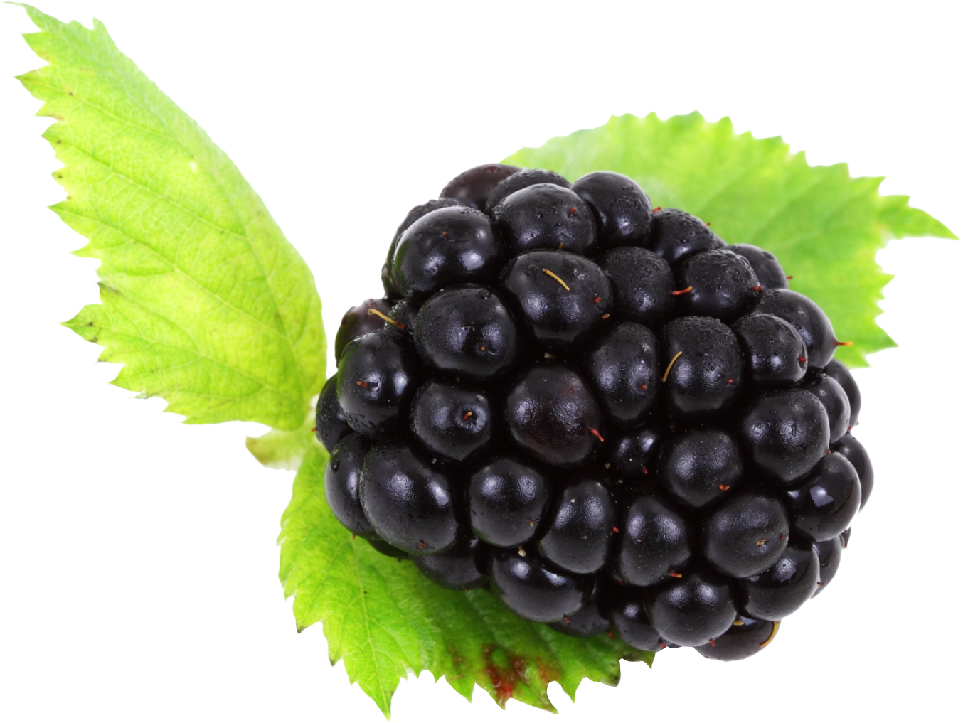 Fresh Blackberrywith Leaf.png PNG Image