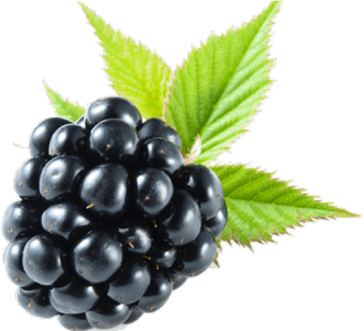 Fresh Blackberrywith Leaves PNG Image