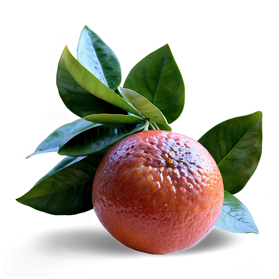 Fresh Blood Orange Png Qlp50 PNG Image