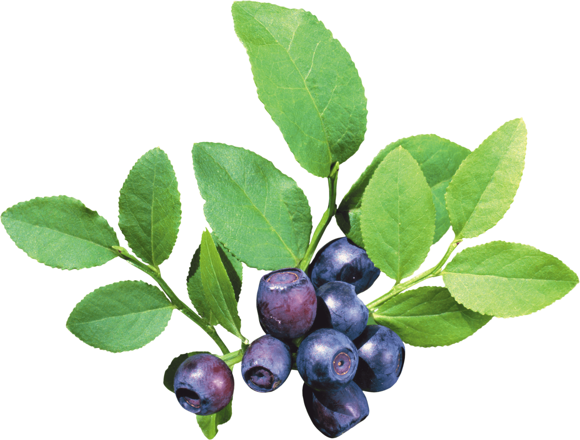 Fresh Blueberries With Leaves PNG Image