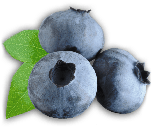 Fresh Blueberrieswith Leaf PNG Image