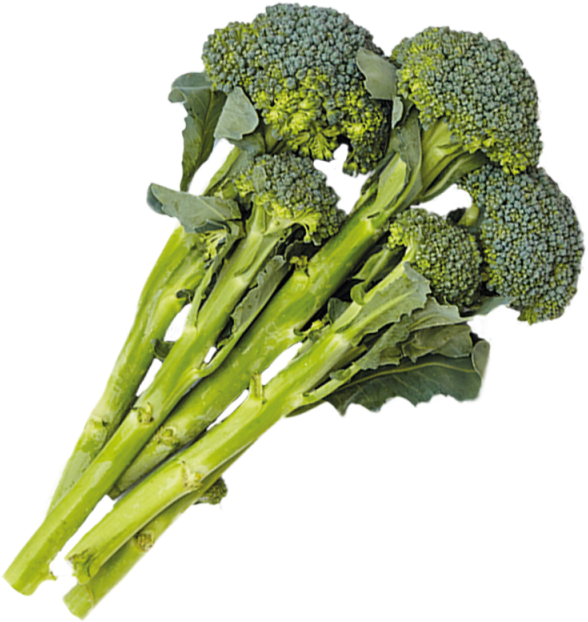 Fresh Broccoli Bunch Isolated PNG Image