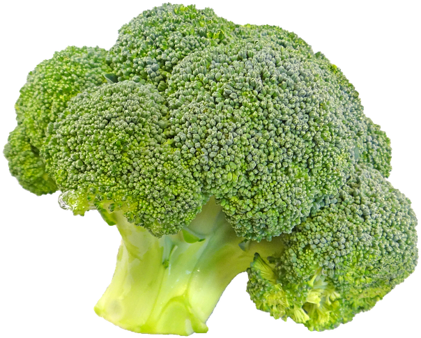 Fresh Broccoli Isolated.png PNG Image