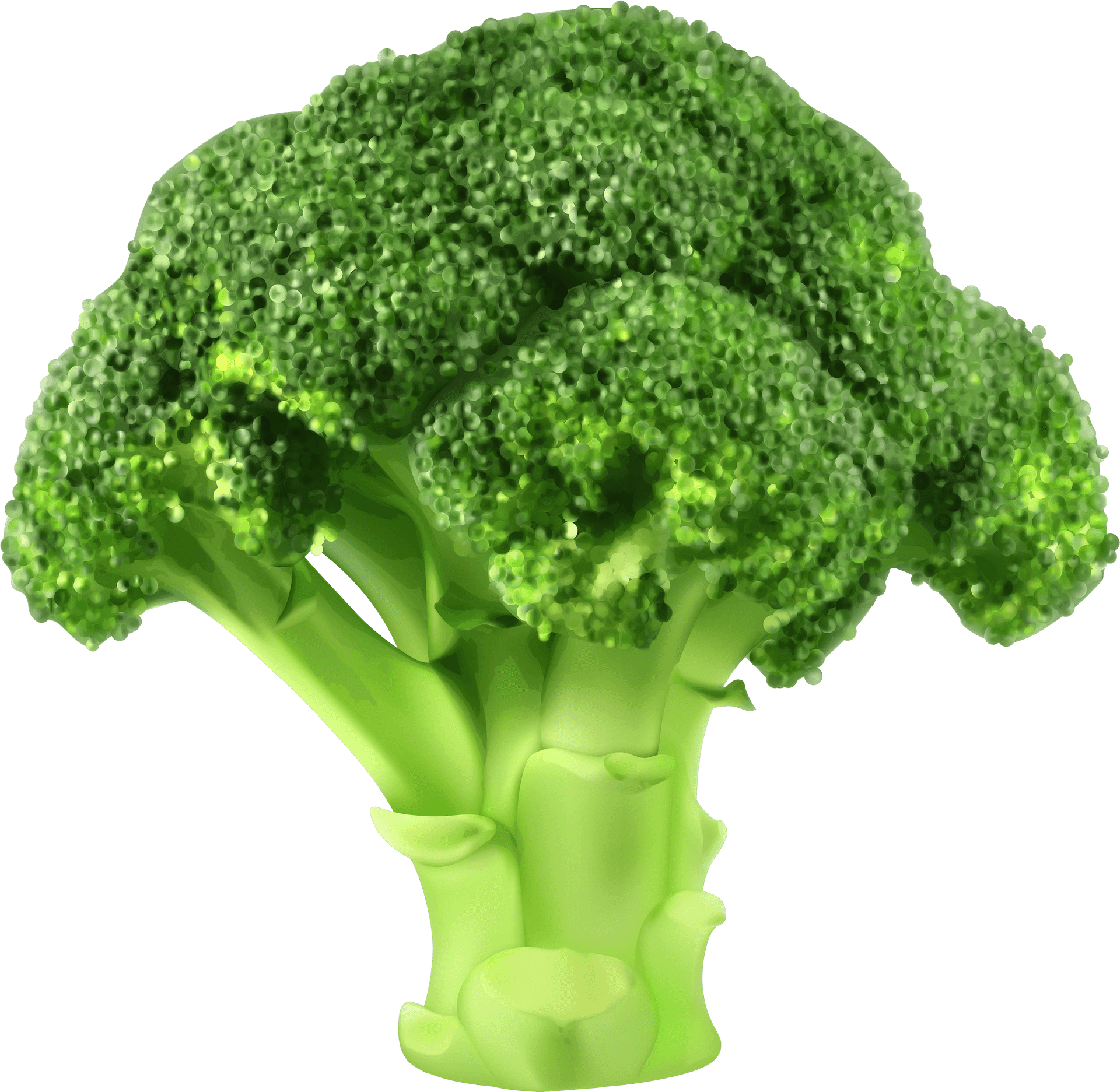 Fresh Broccoli Isolated.png PNG Image