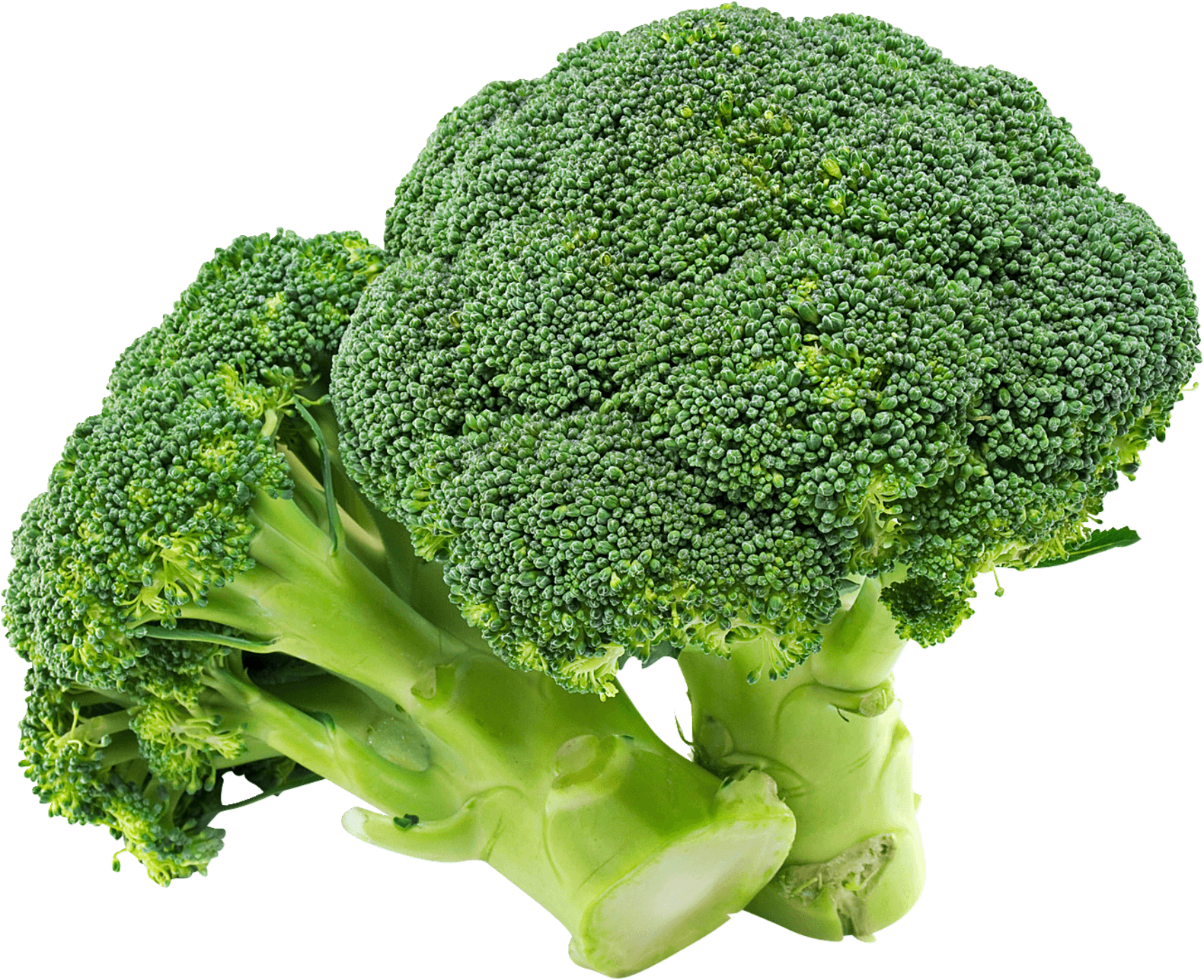 Fresh Broccoli Isolatedon Background PNG Image