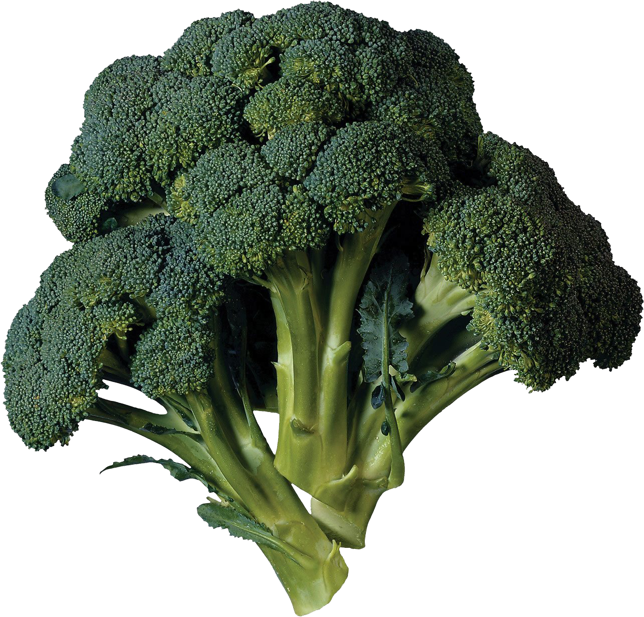 Fresh Broccoli Isolatedon Dark Background.png PNG Image