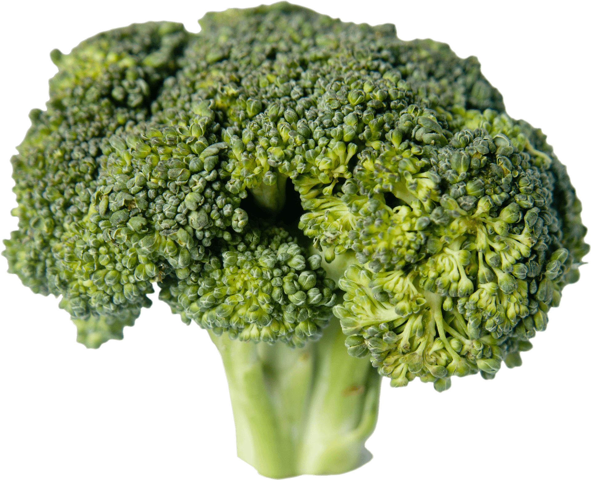 Fresh Broccoli Isolatedon Transparent Background PNG Image