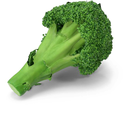 Fresh Broccoli Stalk PNG Image