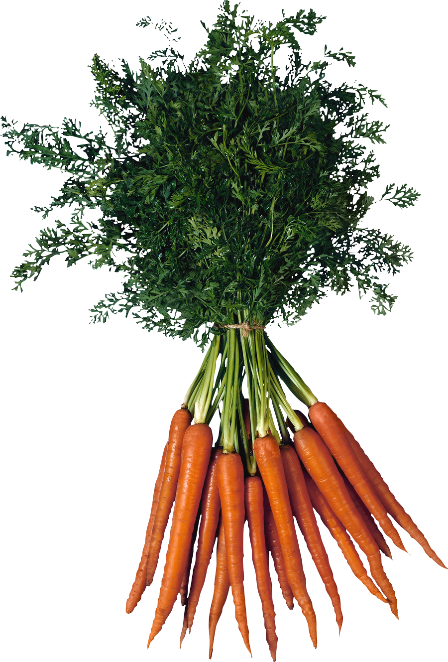 Fresh Bunchof Carrots PNG Image