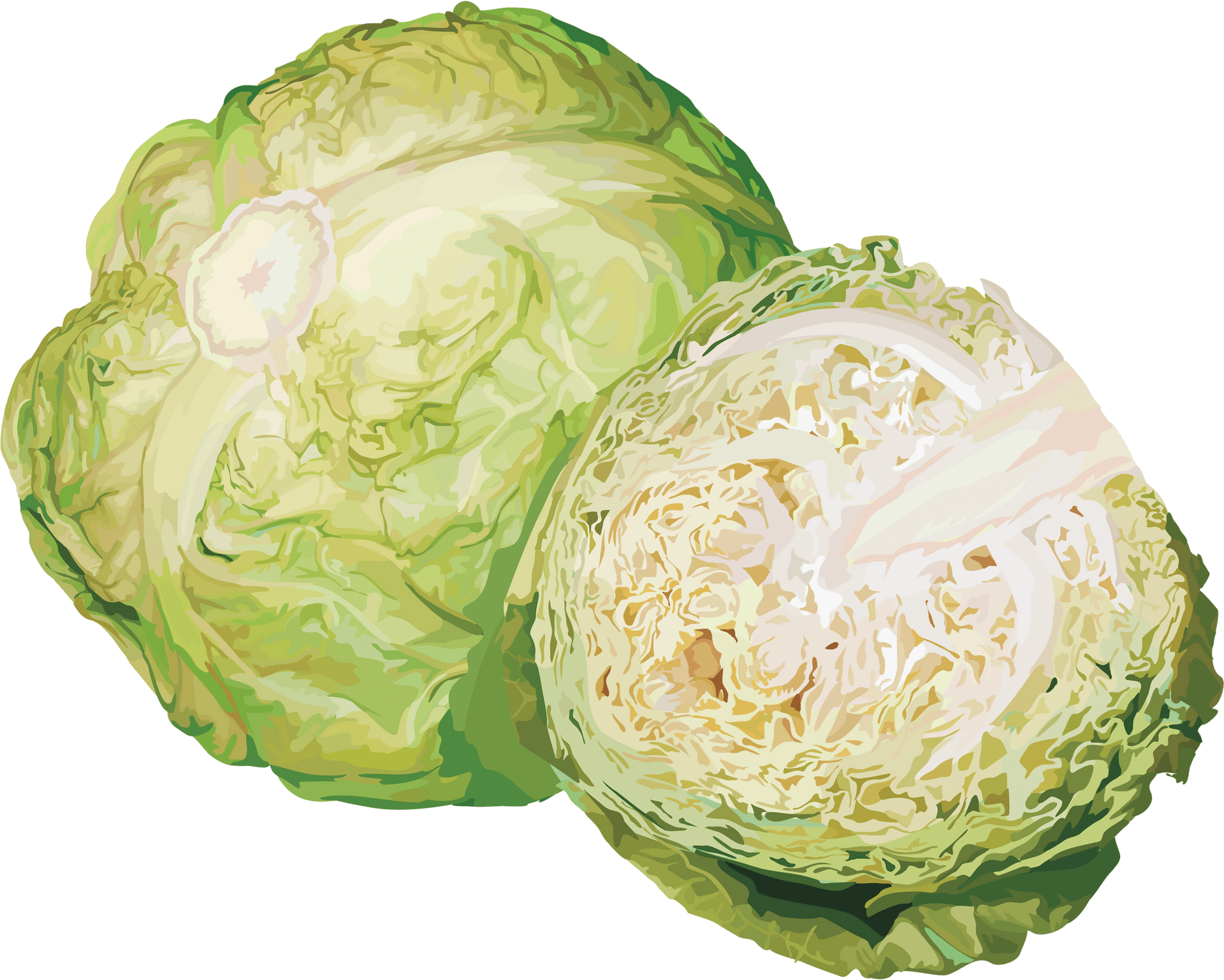 Fresh Cabbageand Half Cut Illustration PNG Image